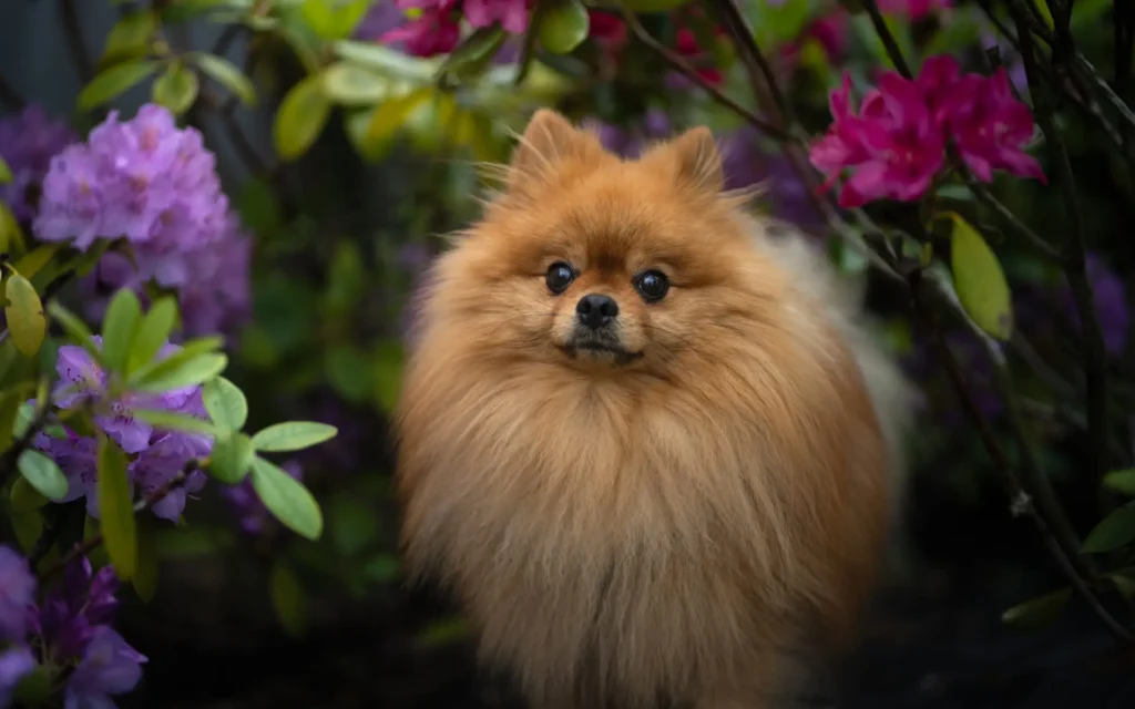 Pomeranian: Karakteristik, Perawatan & Fakta Lengkap Anjing Ini