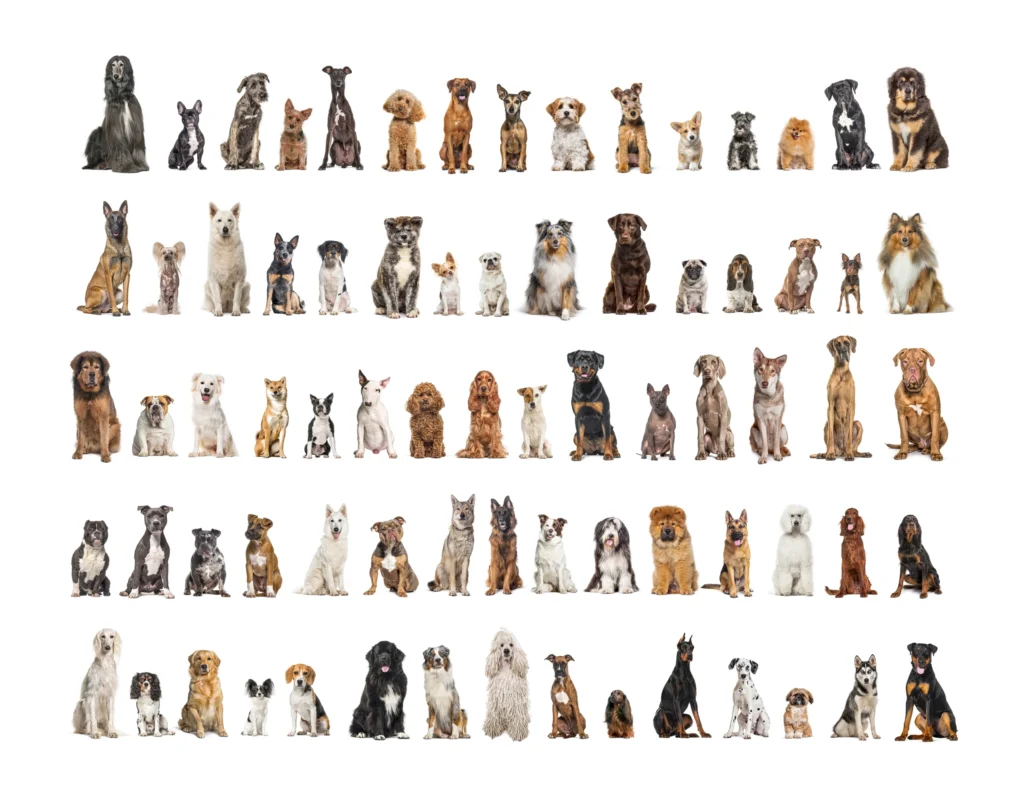 Stambum Anjing & Kucing: Apa Itu & Mengapa Penting?