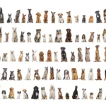 Silsilah anjing dan kucing tercatat di stambum