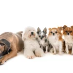 jenis grooming anjing bulu panjang