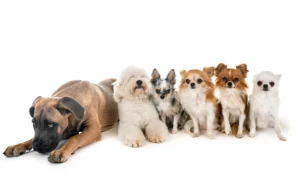 jenis grooming anjing bulu panjang