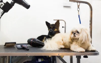 Panduan Grooming Anjing di Rumah: Langkah-Langkah dan Tips Penting anjing dan kucing sedang menunggu di grooming, panduan grooming anabul
