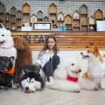 anjing bahagia di pet hotel bersama pemilik