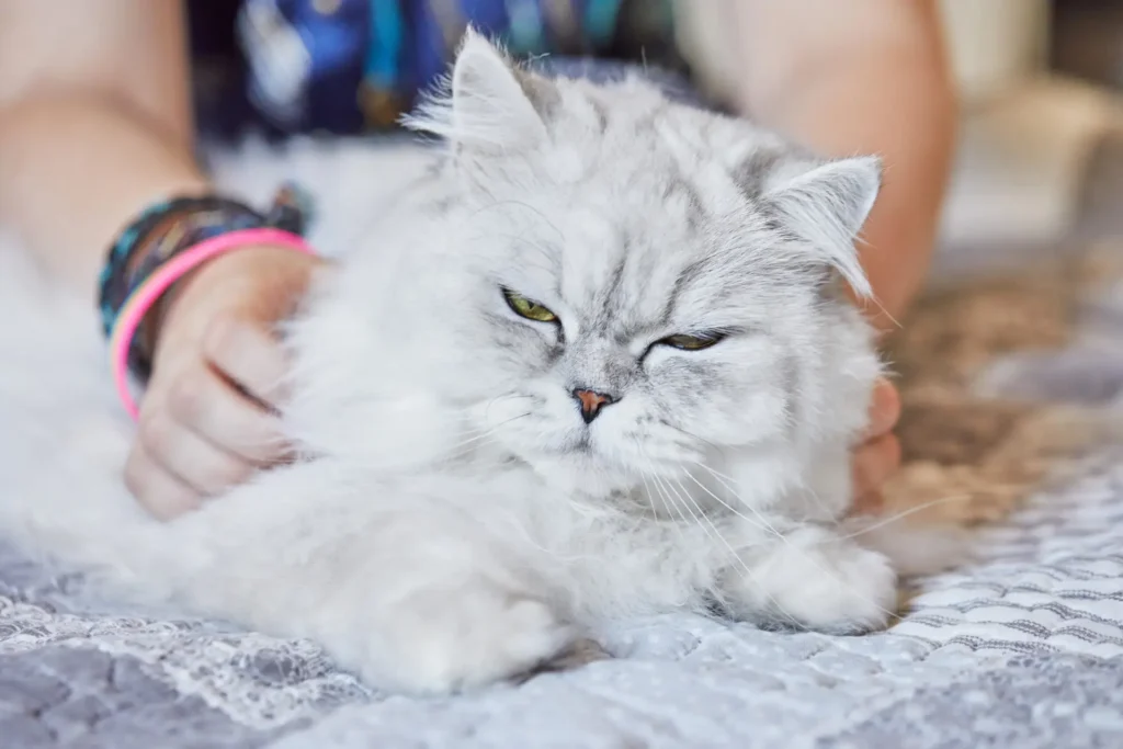 Kucing Persia: Karakteristik, Perawatan & Fakta Lengkap