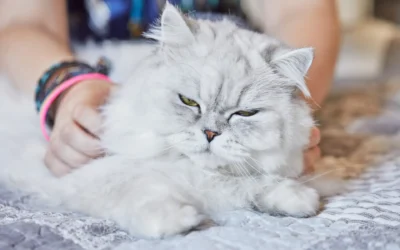 Kucing Persia: Karakteristik, Perawatan & Fakta Lengkap Kucing Persia berbulu lebat sedang bermain, ilustrasi berita tentang hewan peliharaan