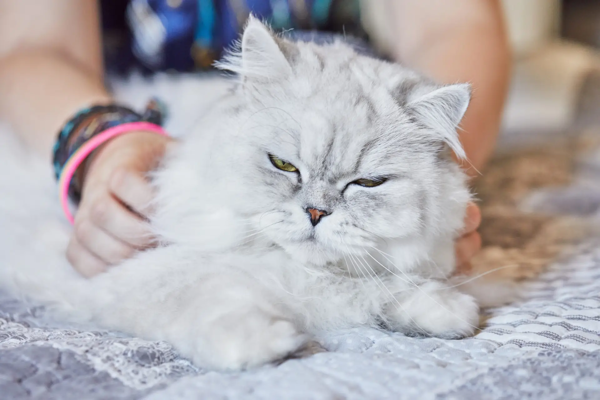 Kucing Persia berbulu lebat sedang bermain, ilustrasi berita tentang hewan peliharaan