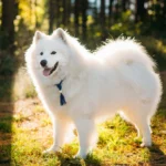 anjing samoyed sedang berjemur