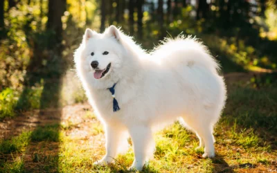anjing samoyed sedang berjemur