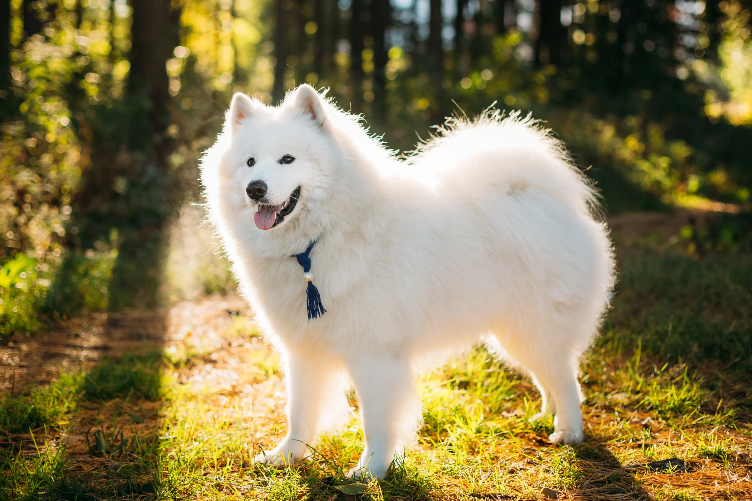 anjing samoyed sedang berjemur