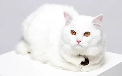 Kootie Kucing Viral Persia: Kisah “Ngomong Makan” & Popularitasnya Kootie kucing viral Persia yang terkenal