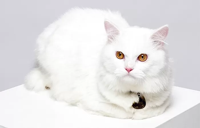 Kootie kucing viral Persia yang terkenal