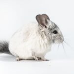hewan peliharaan unik chinchilla