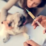 aturan jual beli anjing kucing harus di vaksin