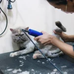 Kucing Persia Sedang di grooming di Puppet Care