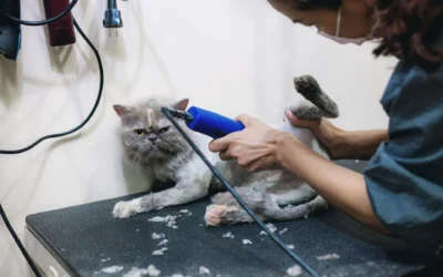 Manfaat Grooming Rutin untuk Kesehatan Kucing Kucing Persia Sedang di grooming di Puppet Care