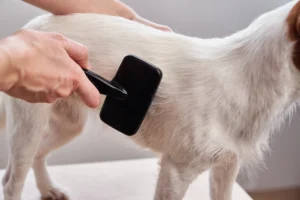 grooming anjing sendiri dengan sikat bulu