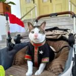 Kucing Bobby Kertanegara milik Presiden Prabowo duduk di stroller memakai baju adat Tenun Tanimbar dengan latar bendera Merah Putih pada HUT RI ke-80.