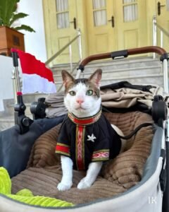 Kucing Bobby Kertanegara milik Presiden Prabowo duduk di stroller memakai baju adat Tenun Tanimbar dengan latar bendera Merah Putih pada HUT RI ke-80.