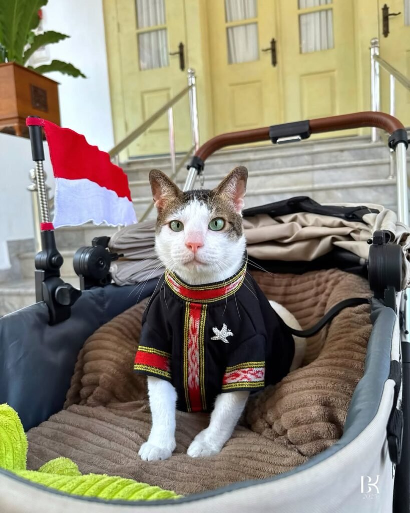 Kucing Bobby Kertanegara milik Presiden Prabowo duduk di stroller memakai baju adat Tenun Tanimbar dengan latar bendera Merah Putih pada HUT RI ke-80.