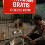 panti kucing gratis