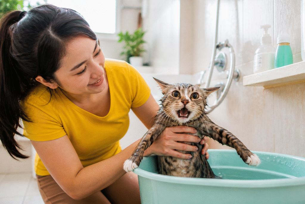 Alasan Kucing Suka Hilang Saat Mau Dimandiin